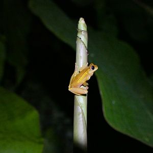 Upper Amazon treefrog