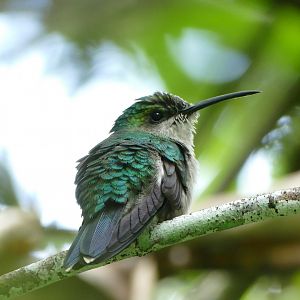 Blue-tailed Emerald