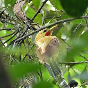 Cream-colored Woodpecker