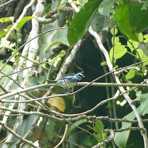 Masked Tanager