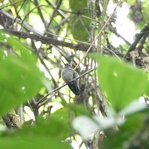 Green-fronted Lancebill