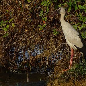 Asian openbill