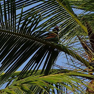 Greater coucal