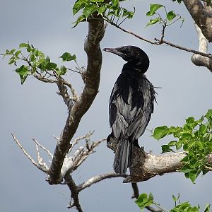 Little cormorant