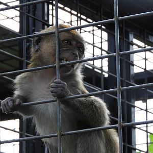 Baby Crab-Eating Macaque (Macaca fascicularis)