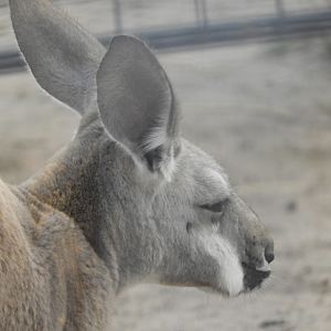 Red Kangaroo (Macropus rufus)