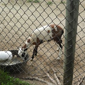 Domestic Sheep (Ovis aries) lamb