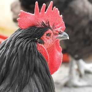 Domestic Chicken (Gallus gallus domesticus)