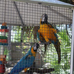 Blue and Yellow Macaws - Mccarthy Wildlife Sanctuary