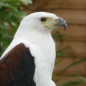African Fishing Eagle