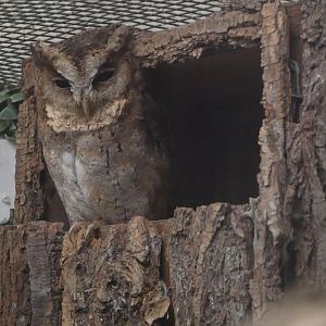 Indian Scops Owl