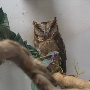 Indian Scops Owl