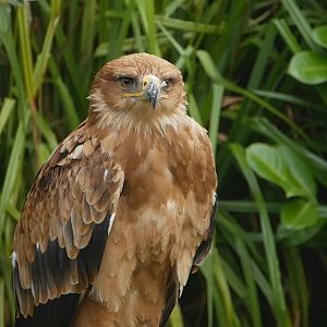 Tawny Eagle