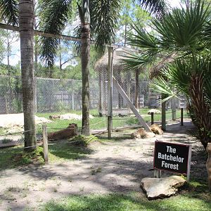 African Lion Enclosure - Mccarthy Wildlife Sanctuary