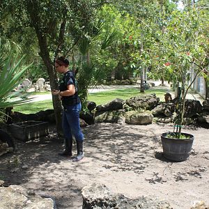 African Spurred Tortoise Pen - Mccarthy Wildlife Sanctuary