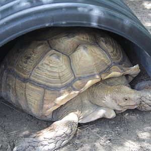 African Spurred Tortoise - Mccarthy Wildlife Sanctuary