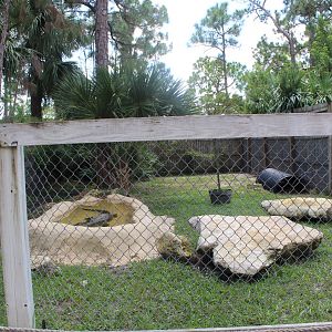 Nile Crocodile Enclosure - Mccarthy Wildlife Sanctuary