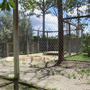 Liger Enclosure - Mccarthy Wildlife Sanctuary