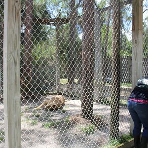 Liger Enclosure - Mccarthy Wildlife Sanctuary