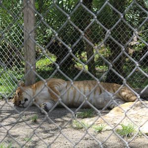 Lazy Liger - Mccarthy Wildlife Sanctuary