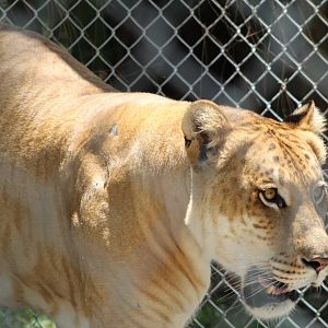 Active Liger - Mccarthy Wildlife Sanctuary