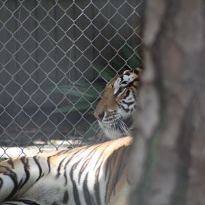 Bengal Tiger - Mccarthy Wildlife Sanctuary
