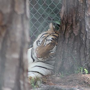 Sleeping Bengal Tiger - Mccarthy Wildlife Sanctuary