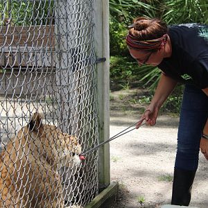 Lion Feeding - Mccarthy Wildlife Sanctuary