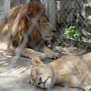 African Lions - Mccarthy Wildlife Sanctuary