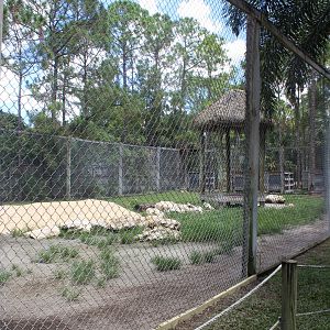 African Lion Enclosure - Mccarthy Wildlife Sanctuary