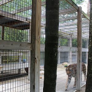 Small Bengal Tiger Enclosure - Mccarthy Wildlife Sanctuary