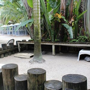 Red-footed Tortoise Pen - Mccarthy Wildlife Sanctuary