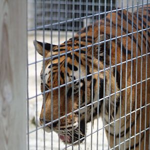 Bengal Tiger Close up - Mccarthy Wildlife Sanctuary