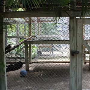 Black Leopard Enclosure - Mccarthy Wildlife Sanctuary