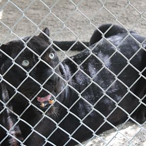 Black Leopard - Mccarthy Wildlife Sanctuary