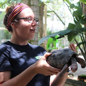 Red-footed Tortoise - Mccarthy Wildlife Sanctuary