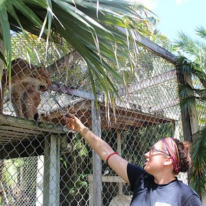 Siberian Lynx Feeding - Mccarthy Wildlife Sanctuary