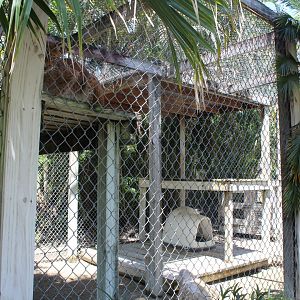 Siberian Lynx Enclosure - Mccarthy Wildlife Sanctuary
