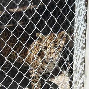 Jaguar Cub - Mccarthy Wildlife Sanctuary