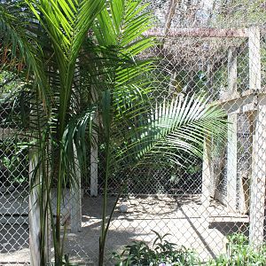 Jaguar Cub Enclosure - Mccarthy Wildlife Sanctuary