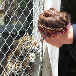 Jaguar Cub Interaction - Mccarthy Wildlife Sanctuary