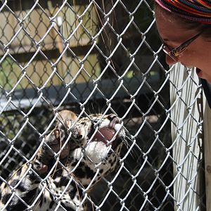 Jaguar Cub Interaction - Mccarthy Wildlife Sanctuary