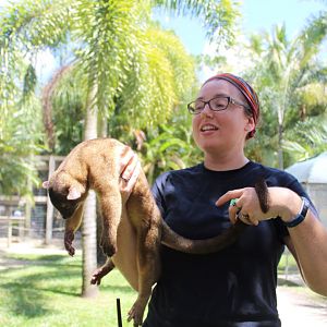 Kinkajou Animal Ambassidor - Mccarthy Wildlife Sanctuary