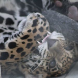 Playful Jaguar Cub - Mccarthy Wildlife Sanctuary