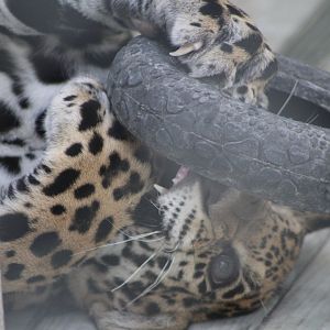 Playful Jaguar Cub - Mccarthy Wildlife Sanctuary