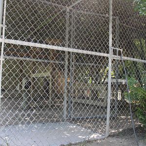 White Lion Enclosure - Mccarthy Wildlife Sanctuary