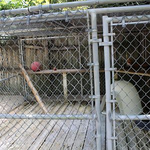 Red Fox Enclosure - Mccarthy Wildlife Sanctuary