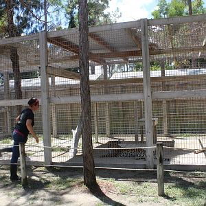 Amur Leopard Enclosure - Mccarthy Wildlife Sanctuary