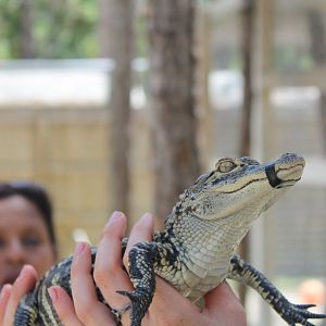 Juvinile American Alligator - Mccarthy Wildlife Sanctuary