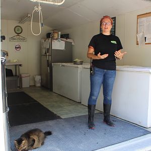 Kitchen + Free Roaming Domestic Cat - Mccarthy Wildlife Sanctuary